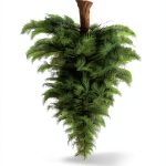 Botany of Trees: A Holiday Gift for Nature Lovers-0